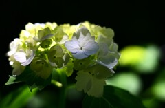 アジサイ（２）