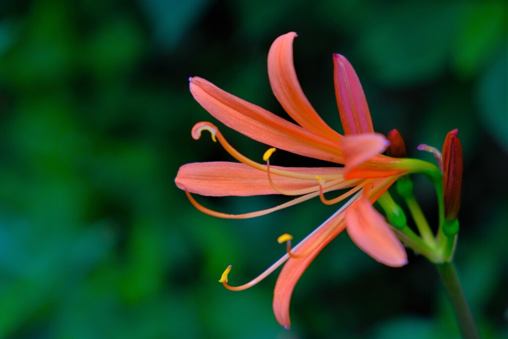 散歩の途中で。②