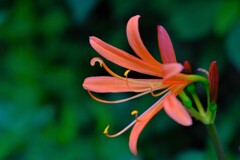 散歩の途中で。②