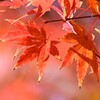 紅葉-5