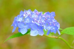 紫陽花（２）