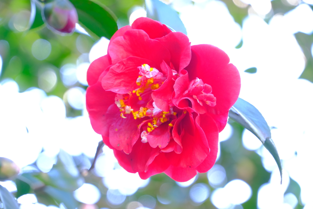 散歩の途中で。6