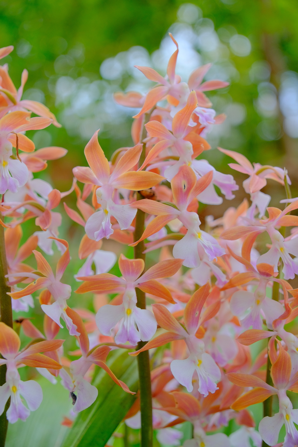 散歩の途中で。⑧