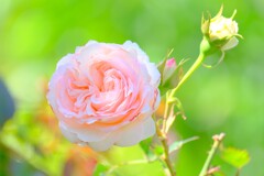 久しぶりの散歩（３）