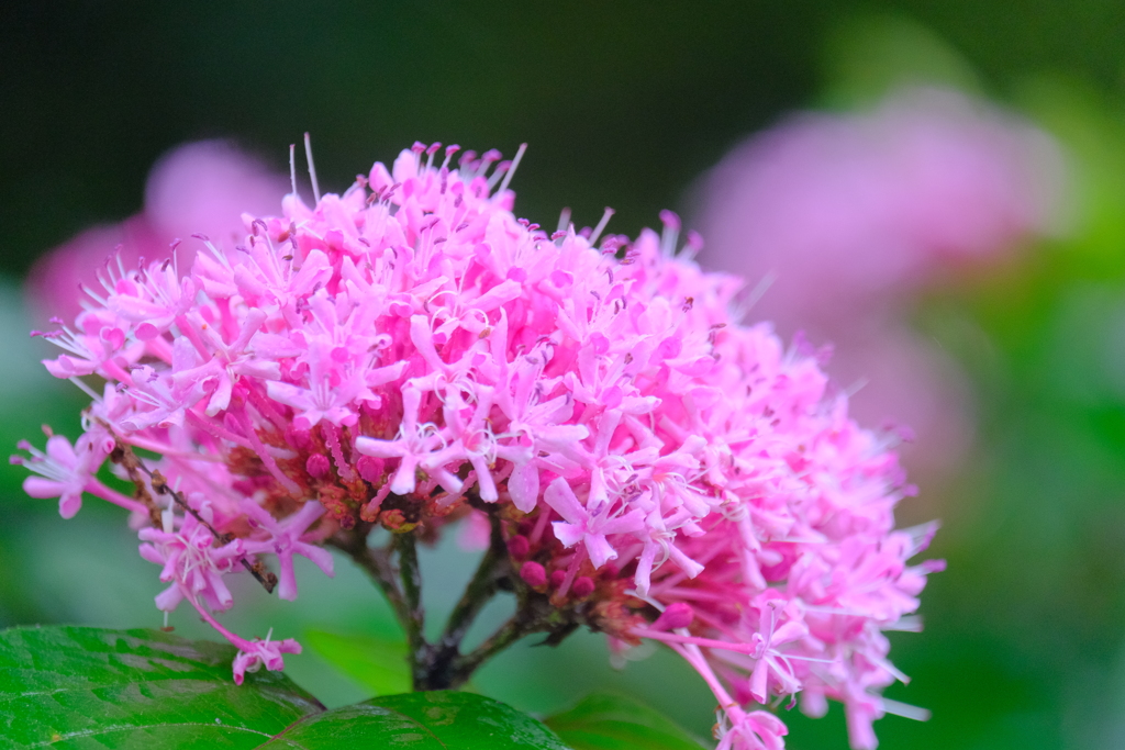 散歩の途中で。