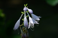 DSCF7448