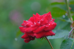 散歩の途中で。