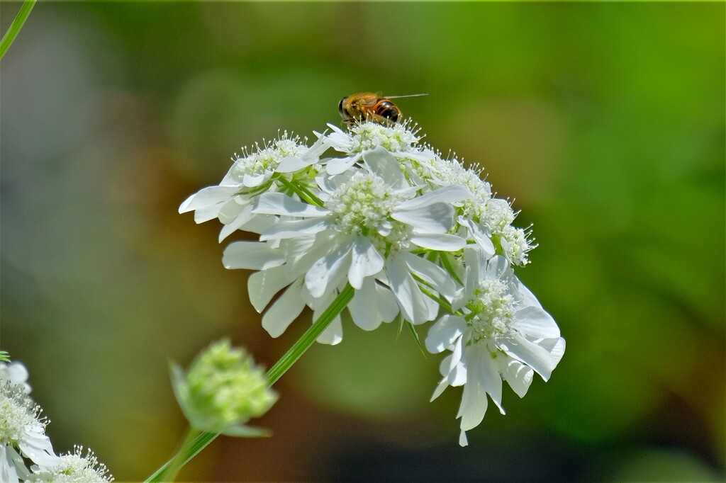 久しぶりの散歩(12)