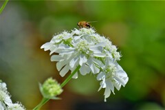 久しぶりの散歩(12)