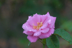 散歩の途中で。