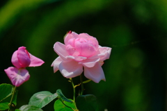 散歩の途中で。