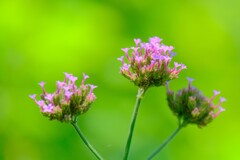 散歩の途中で。