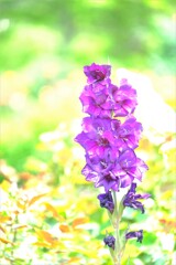 散歩の途中で。①