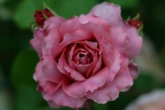 薔薇-3