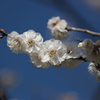 梅