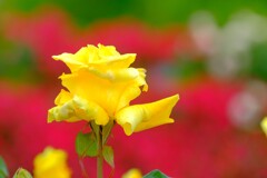 散歩の途中で。（８）