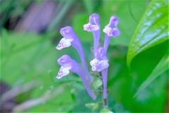 散歩の途中で。（６）