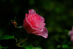 散歩の途中で。③