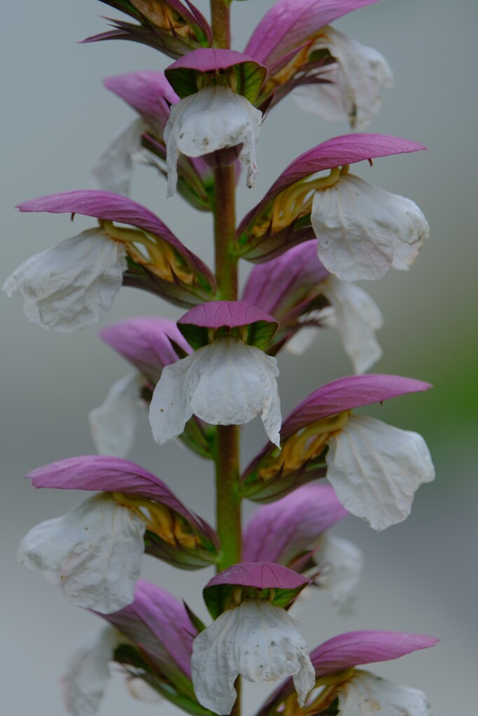 散歩の途中で。⑤
