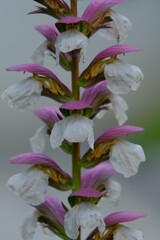 散歩の途中で。⑤