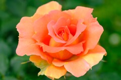 散歩の途中で。⑦