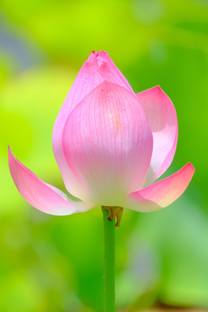 散歩の途中で。１