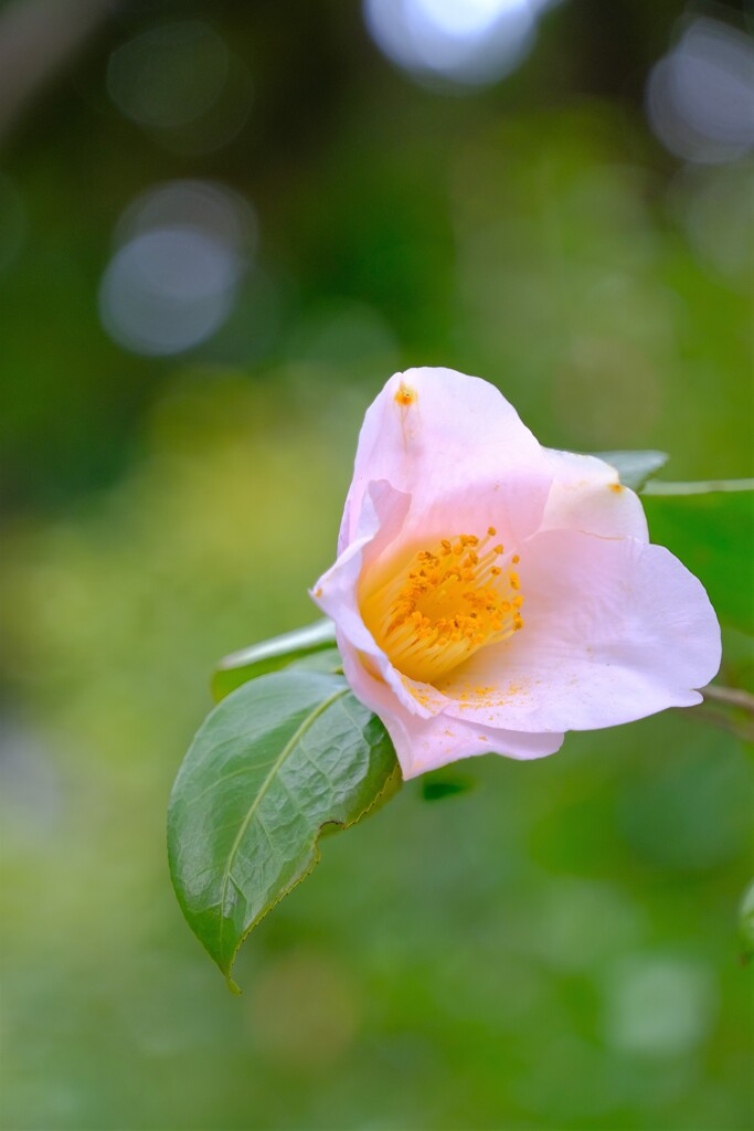 散歩の途中で。5