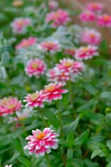 散歩の途中で。①