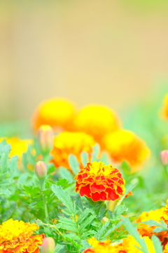 散歩の途中で。