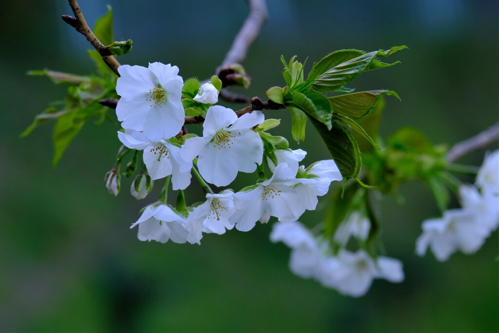 山桜（３）