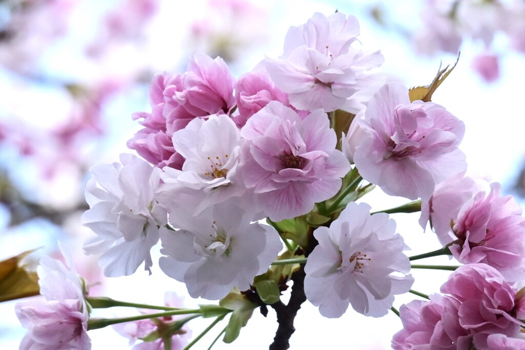 桜