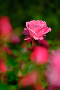 散歩の途中で。Ⅴ