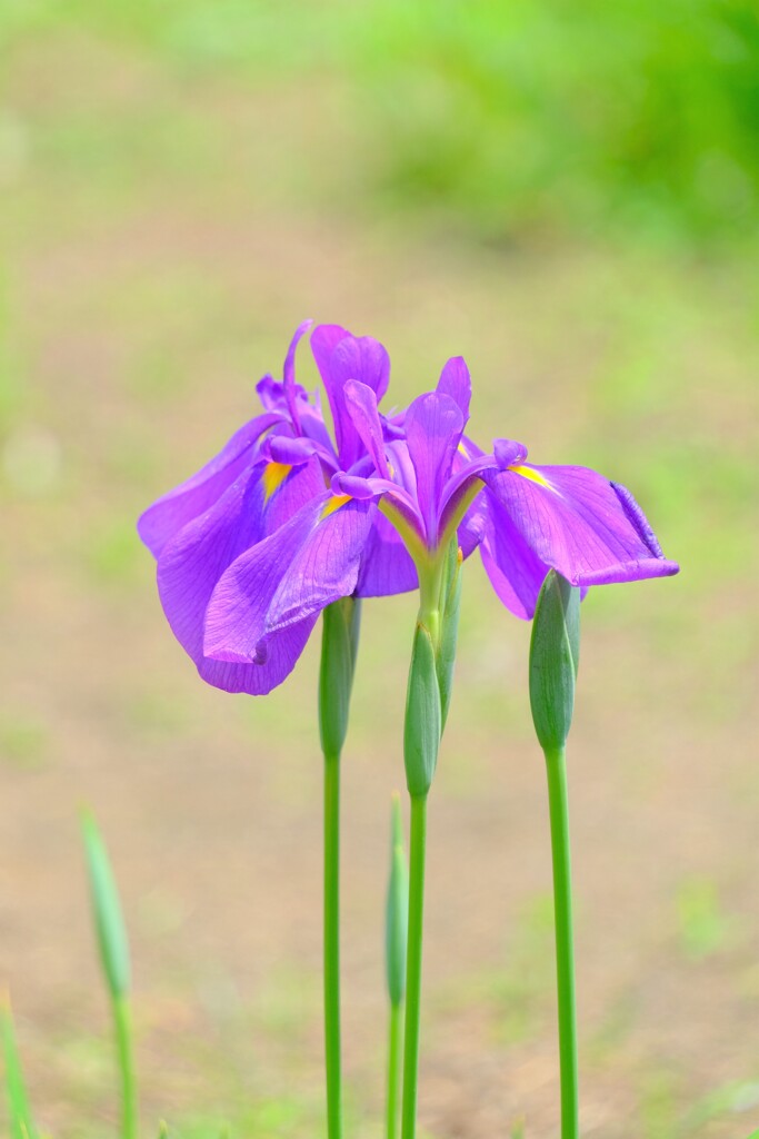 散歩の途中で。Ⅹ