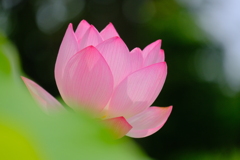 散歩の途中で。