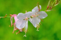 散歩の途中で。3