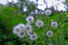 散歩の途中で。Ⅱ