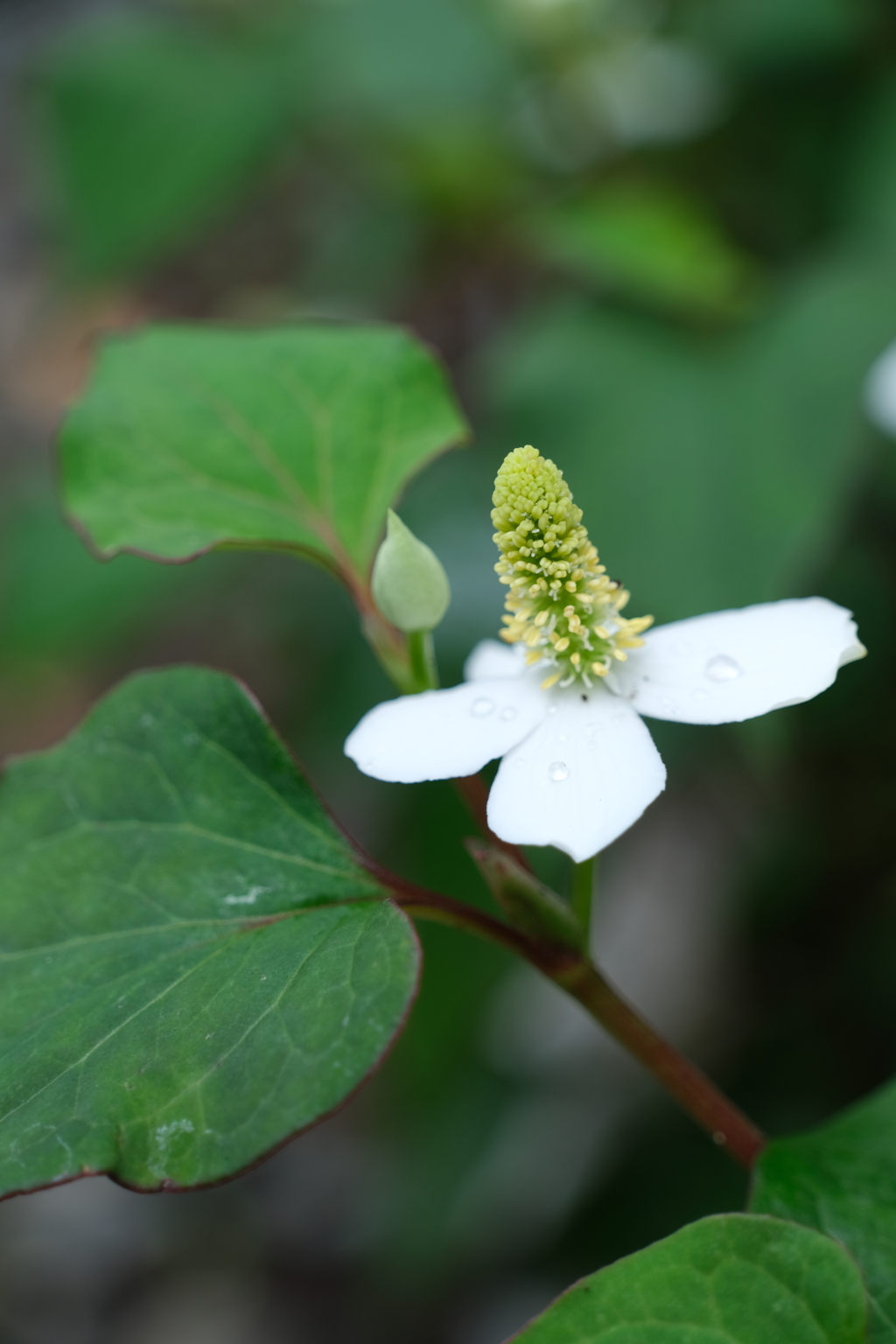 散歩の途中で。3