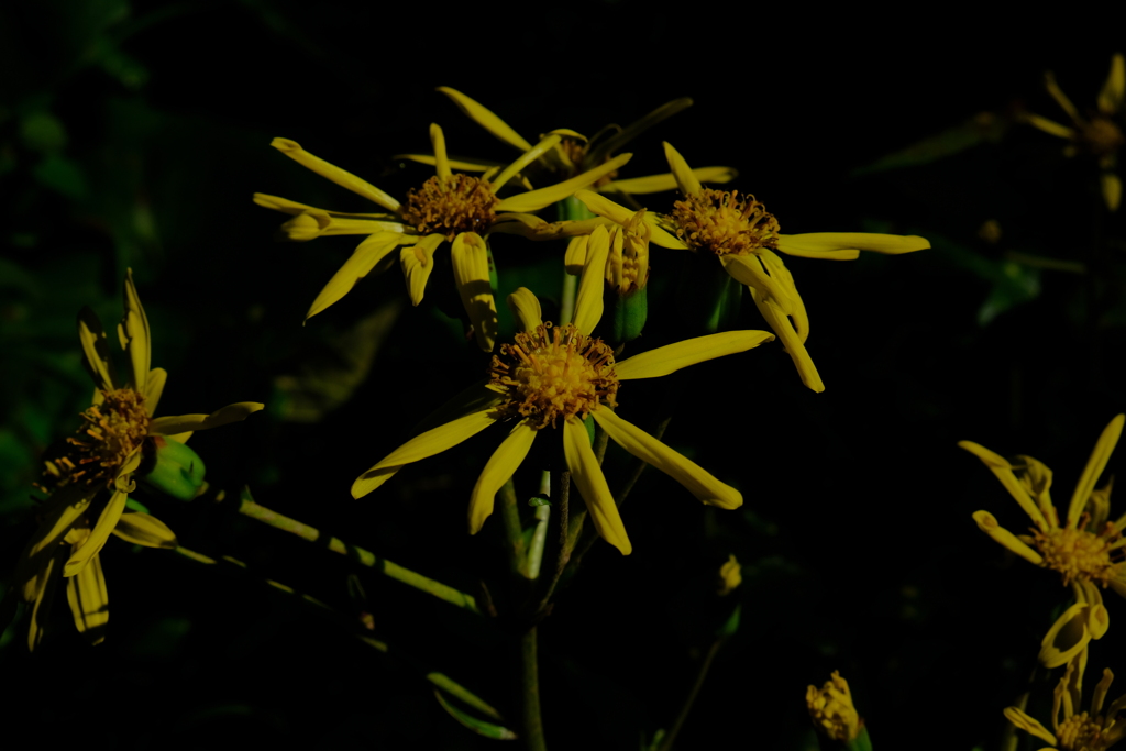 散歩の途中で。Ⅵ