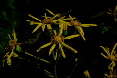 散歩の途中で。Ⅵ