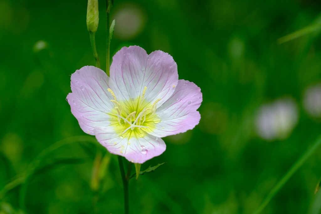 散歩の途中で。⑭