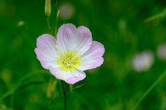 散歩の途中で。⑭