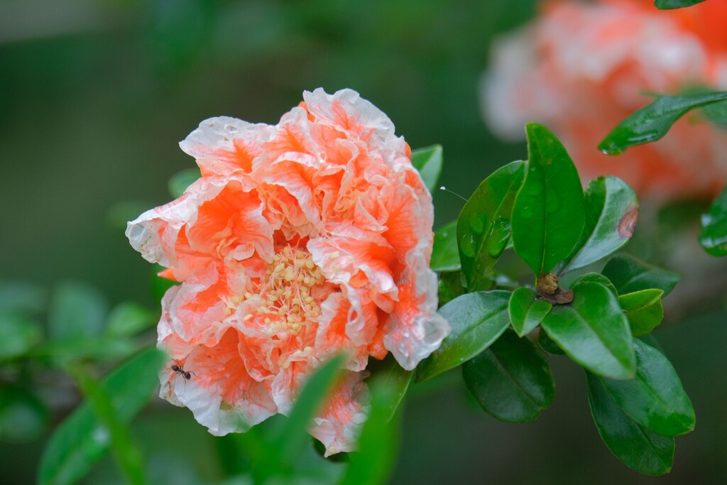 散歩の途中で。