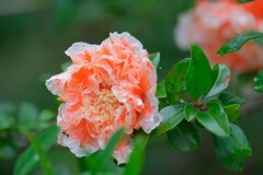 散歩の途中で。