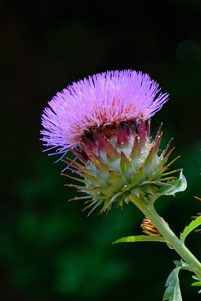 アーティチョーク