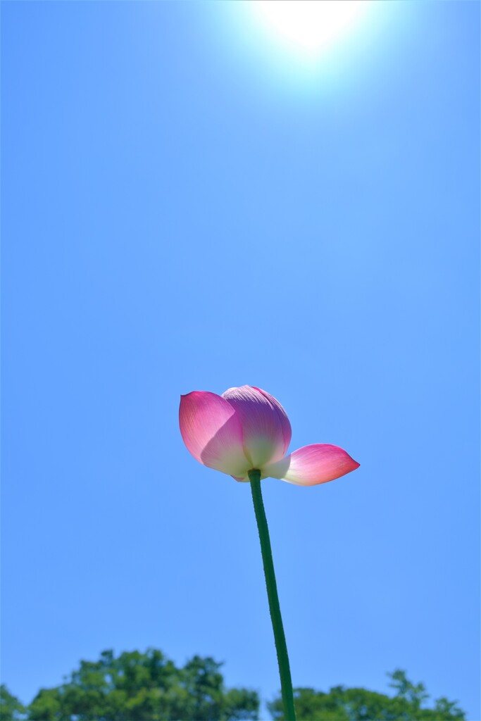 散歩の途中で。Ⅵ