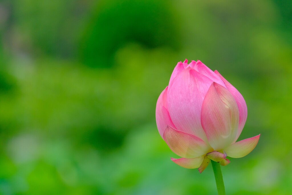 散歩の途中で。