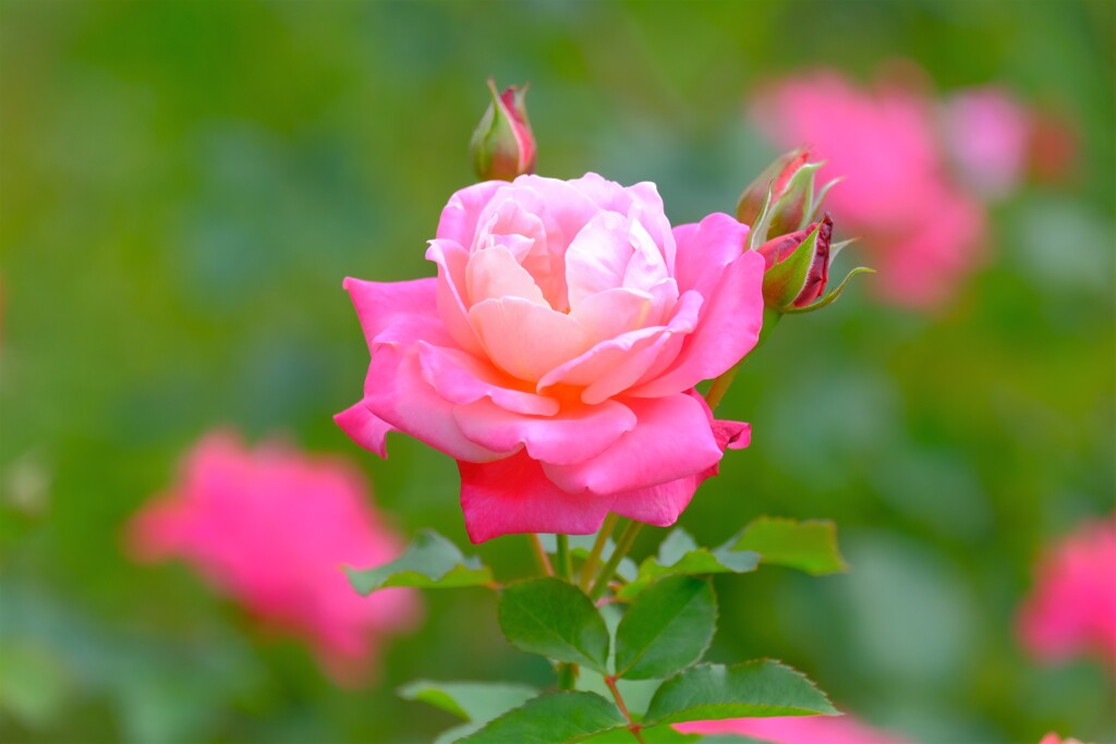 散歩の途中で、②