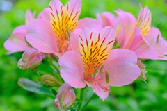 アルストロメリア