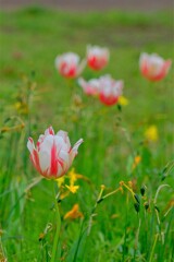 散歩の途中で。①