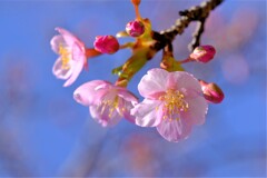 散歩の途中で。7